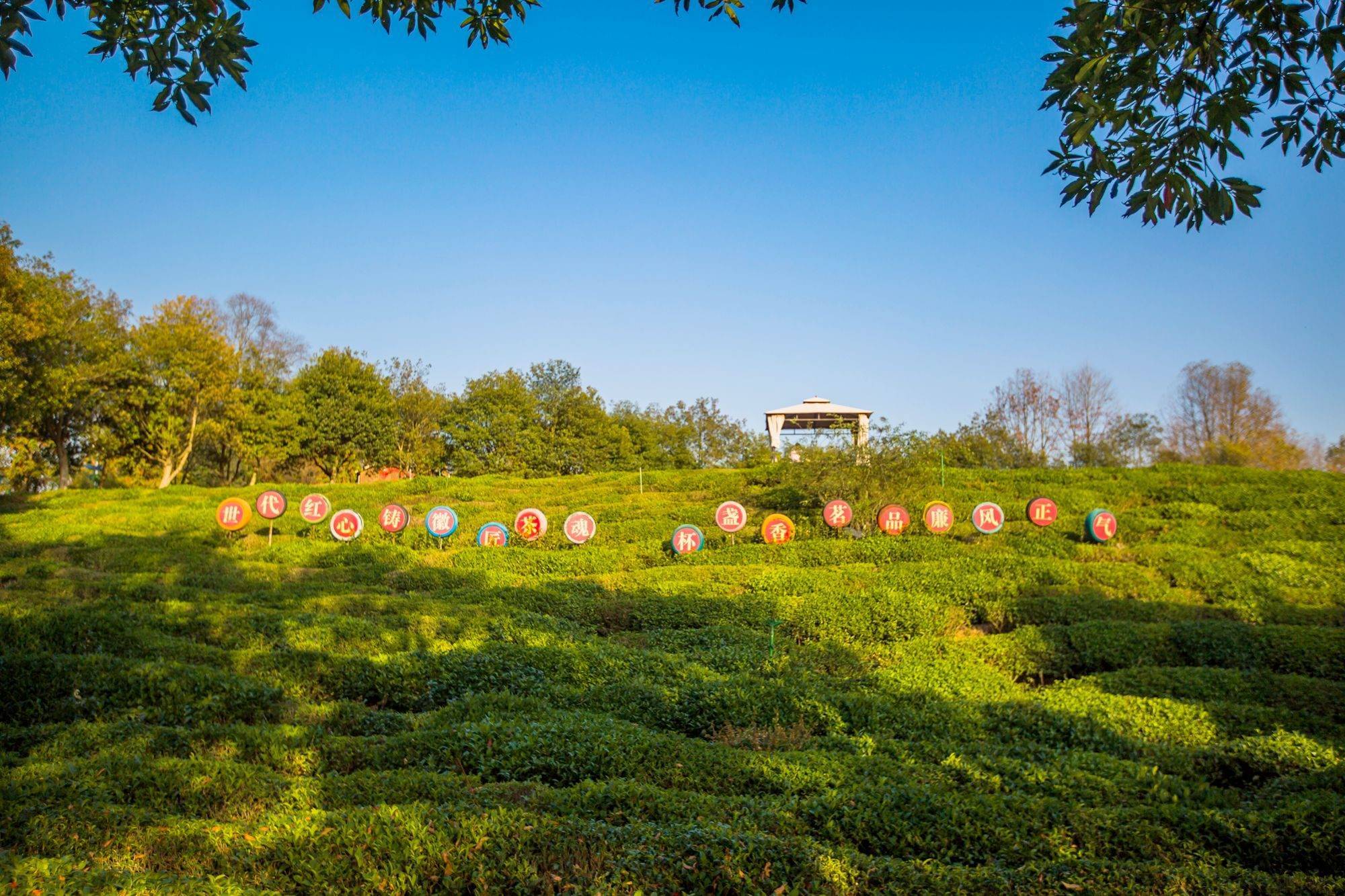 Xieyuda-Tea-plantation